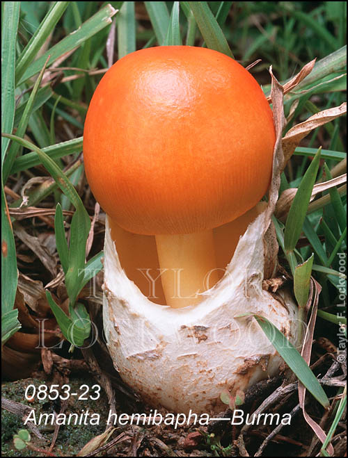 Amanita hemibapha