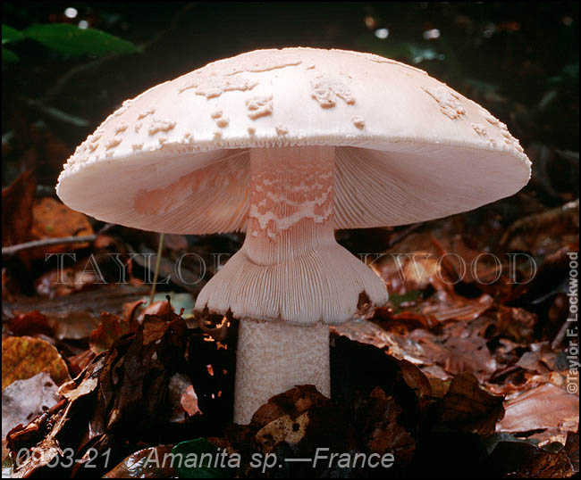 Amanita sp. - France