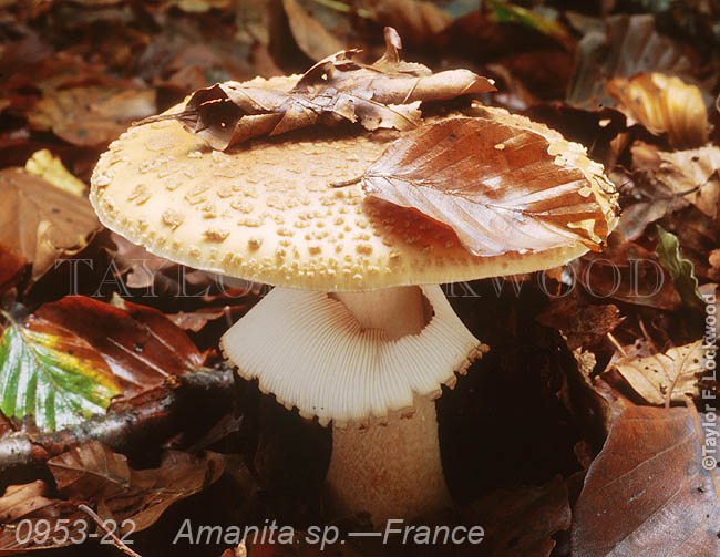 Amanita sp. - France