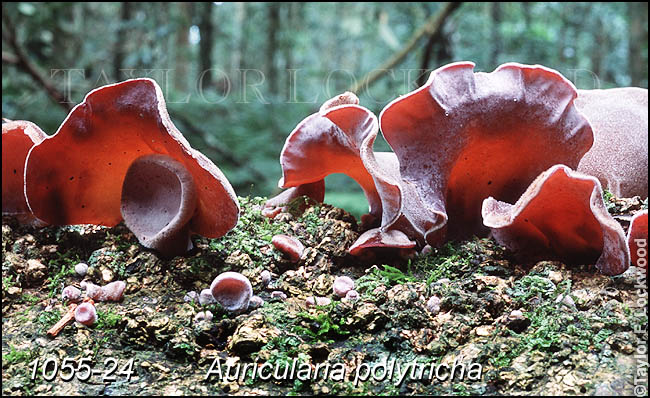 Auricularia polytricha