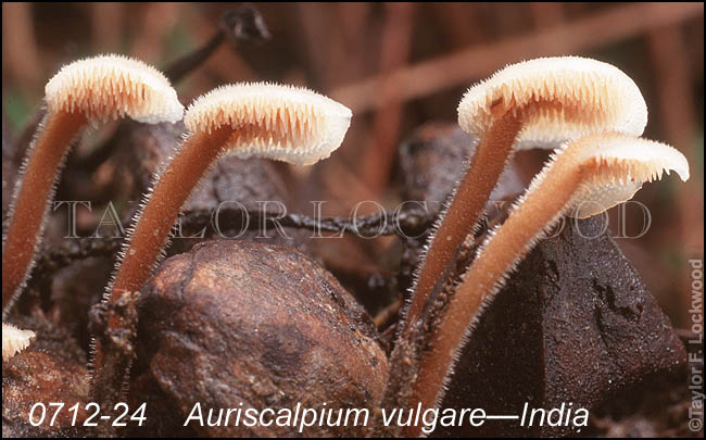 Auriscalpium vulgare - India