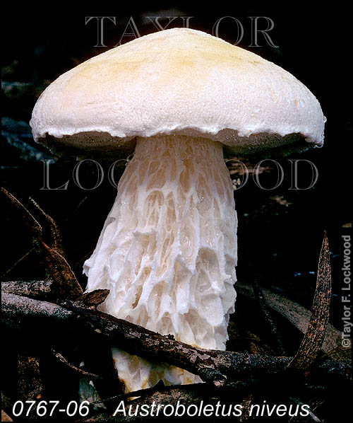 Austroboletus niveus