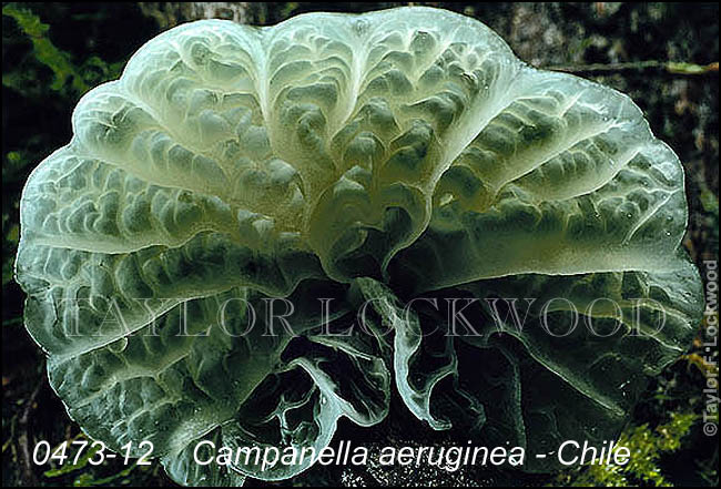 Campanella aeruginea - Chile