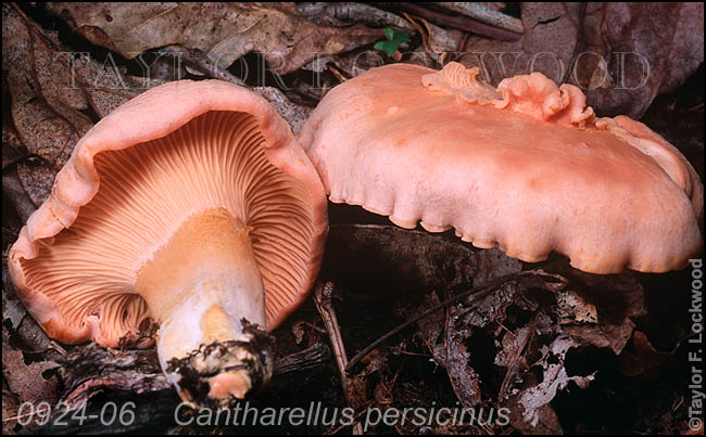 Cantharellus persicinus