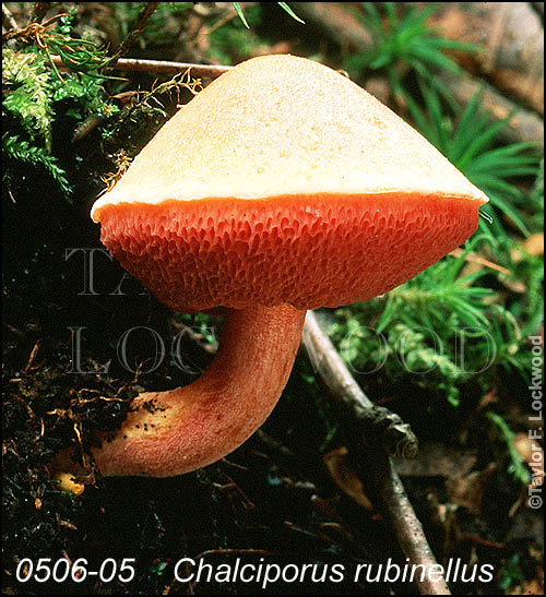 Chalciporus rubinellus
