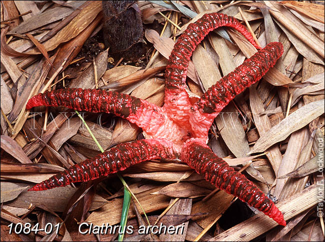 Clathrus archeri