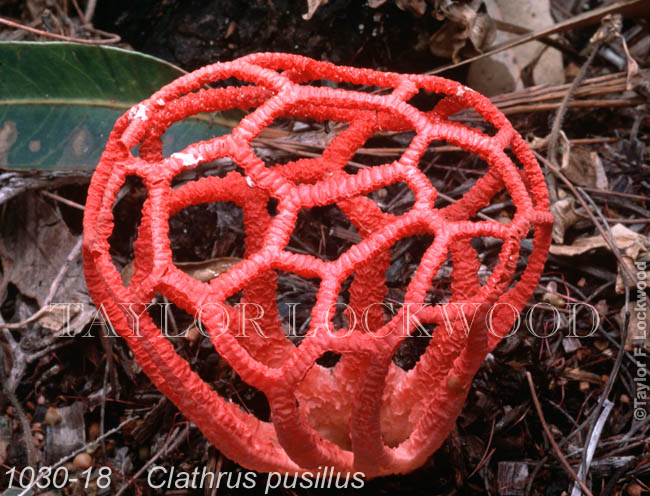 Clathrus pusillus