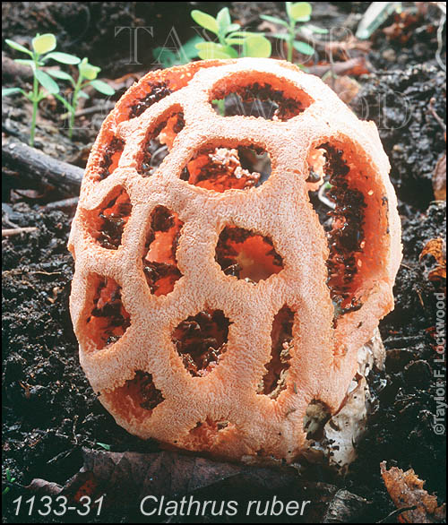 Clathrus ruber