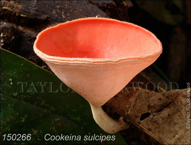 Cookeina sulcipes