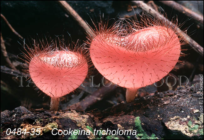 Cookeina tricholoma