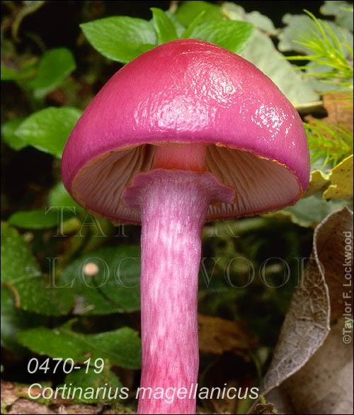 Cortinarius magellanicus