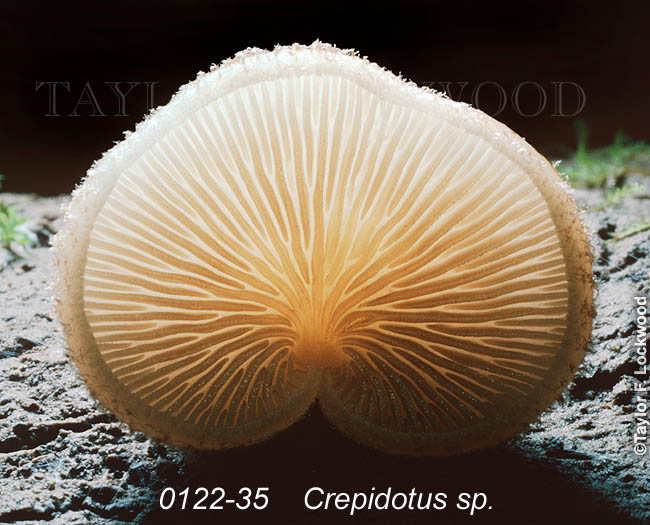 Crepidotus sp.