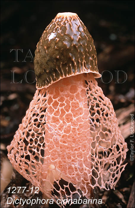 Dictyophora cinnabarina