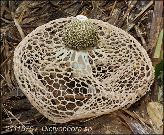 Dictyophora sp.