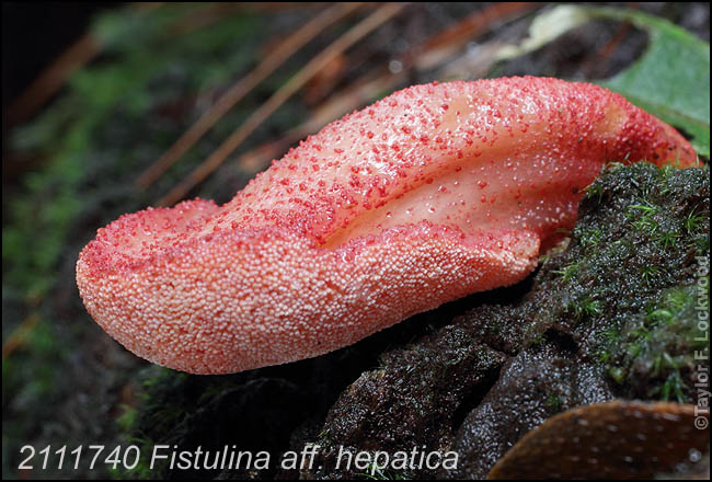 Fistulina aff. hepatica