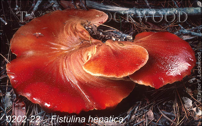 Fistulina hepatica