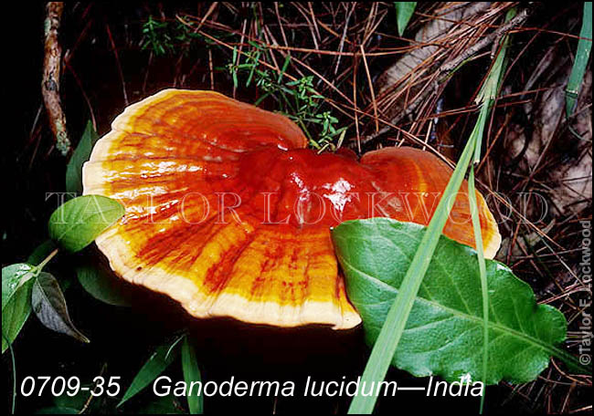 Ganoderma lucidum