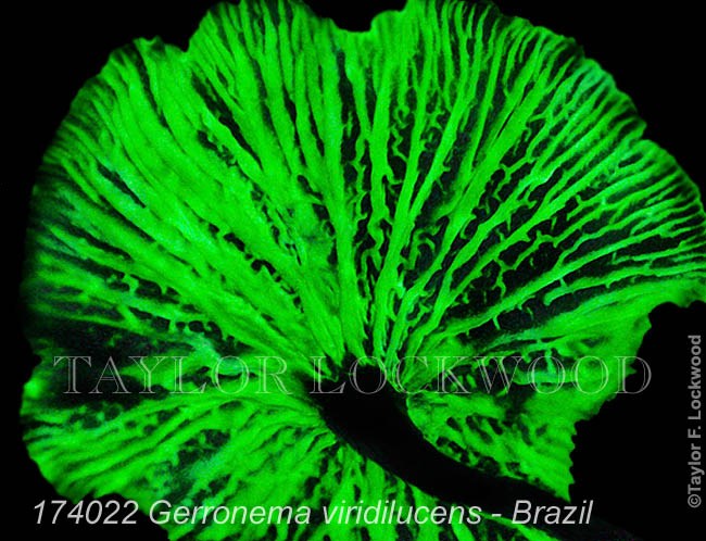 Gerronema viridilucens - Brazil