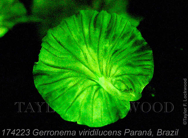 Gerronema viridilucens Paran&aacute;, Brazil