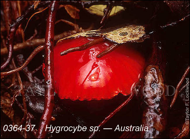 Hygrocybe sp. - Australia