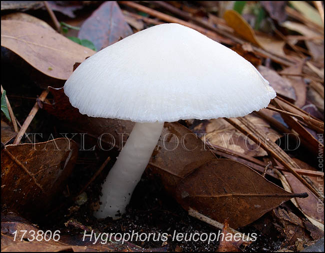 Hygrophorus leucophaeus