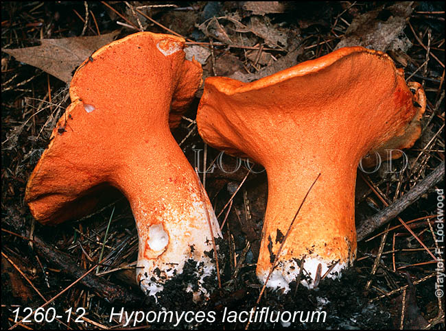Hypomyces lactifluorum