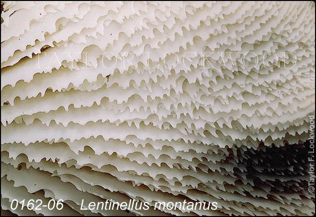 Lentinellus montanus