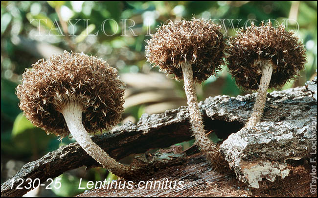 Lentinus crinitus