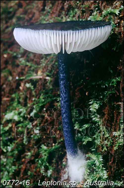 Leptonia sp. - Australia