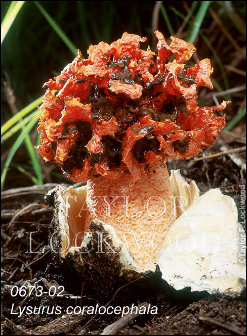 Kalchbrennera (Lysurus) coralocephala