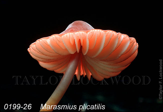Marasmius plicatilis