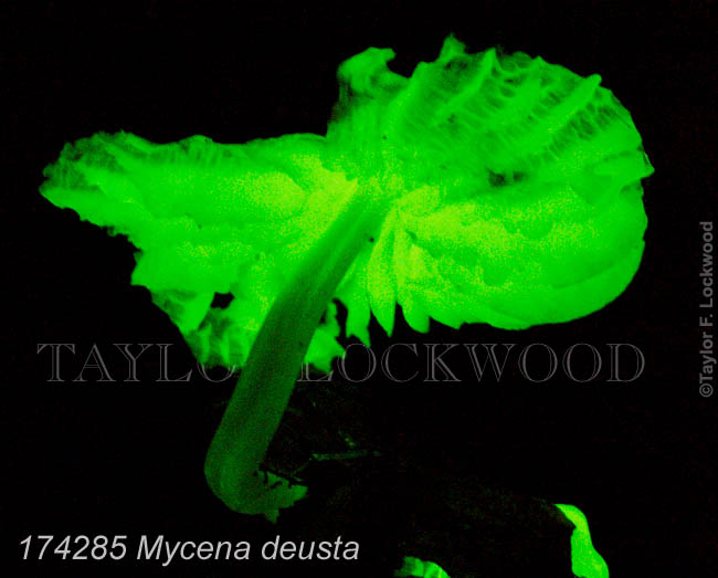 Mycena deusta