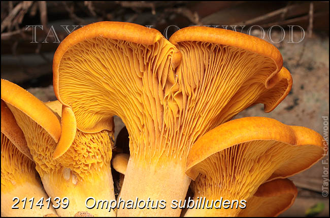 Omphalotus subilludens