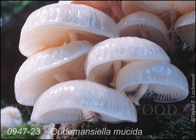 Oudemansiella mucida