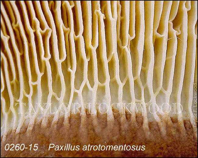 Paxillus atrotomentosus