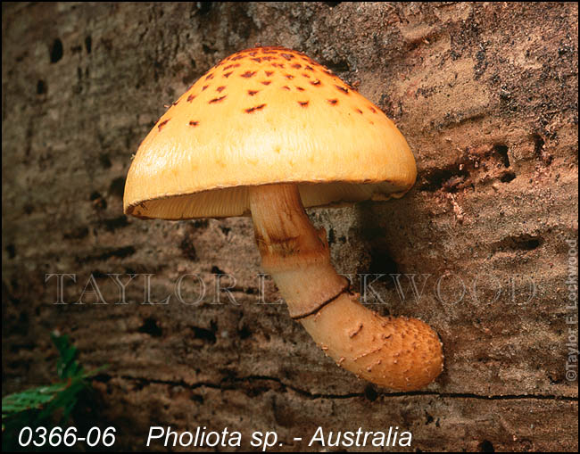 Pholiota sp. - Australia