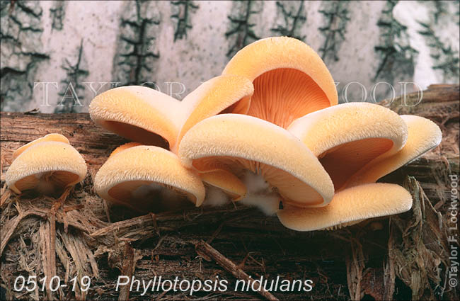 Phyllotopsis nidulans