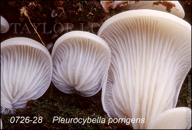 Pleurocybella porrigens
