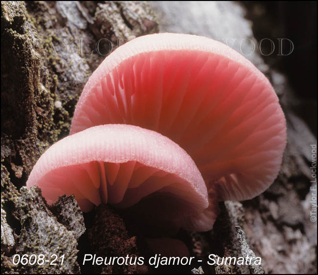 Pleurotus djamor - Sumatra