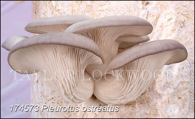 Pleurotus ostreatus
