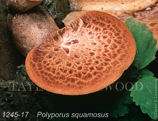 Polyporus squamosus