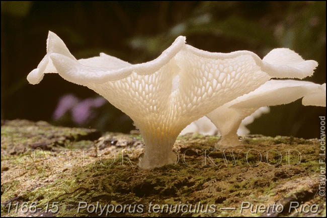 Polyporus tenuiculus