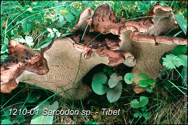 Sarcodon sp. - Tibet