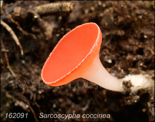Sarcoscypha coccinea