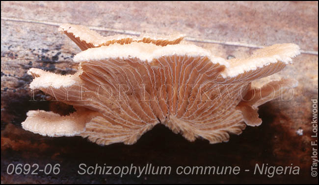 Schizophyllum commune - Nigeria