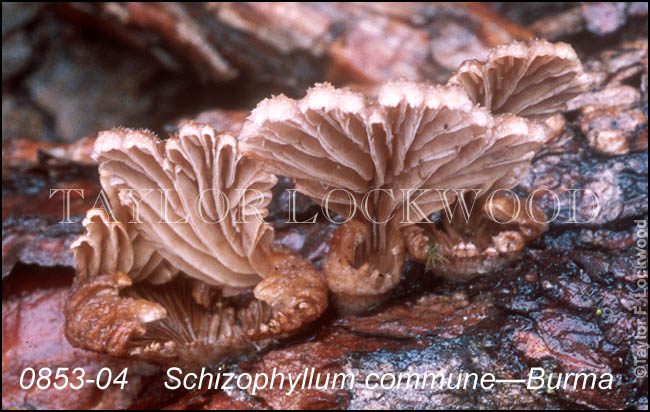 Schizophyllum commune - Burma