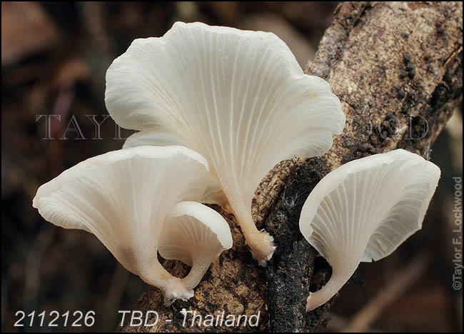 TBD - Thailand