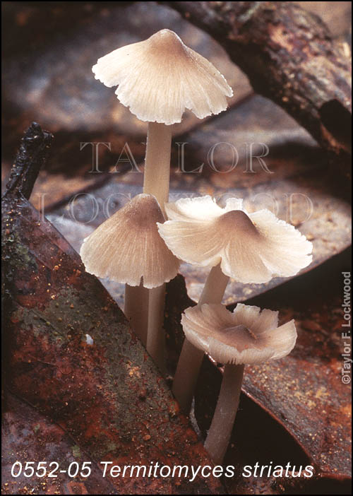 Termitomyces striatus