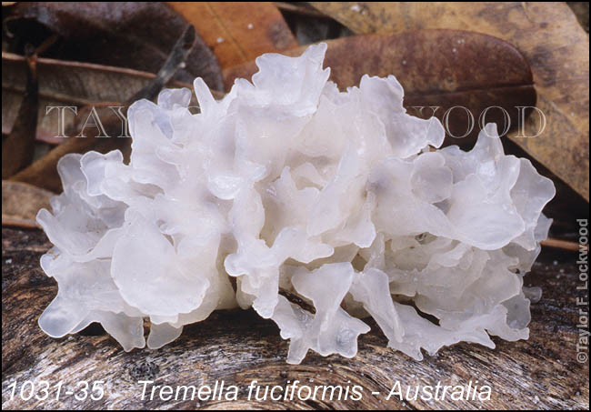 Tremella fuciformis - Australia