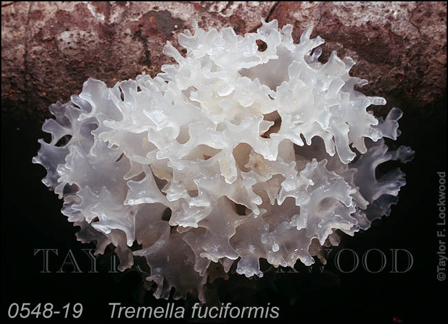 Tremella fuciformis